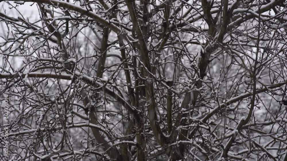 Snowflakes falling in winter, dark background and tree, Ukraine. Wild flying snowflakes in the wind, snow on tree branches Snowflakes falling in winter, dark background and tree, Ukraine. Wild flying snowflakes in the wind, snow on tree branches