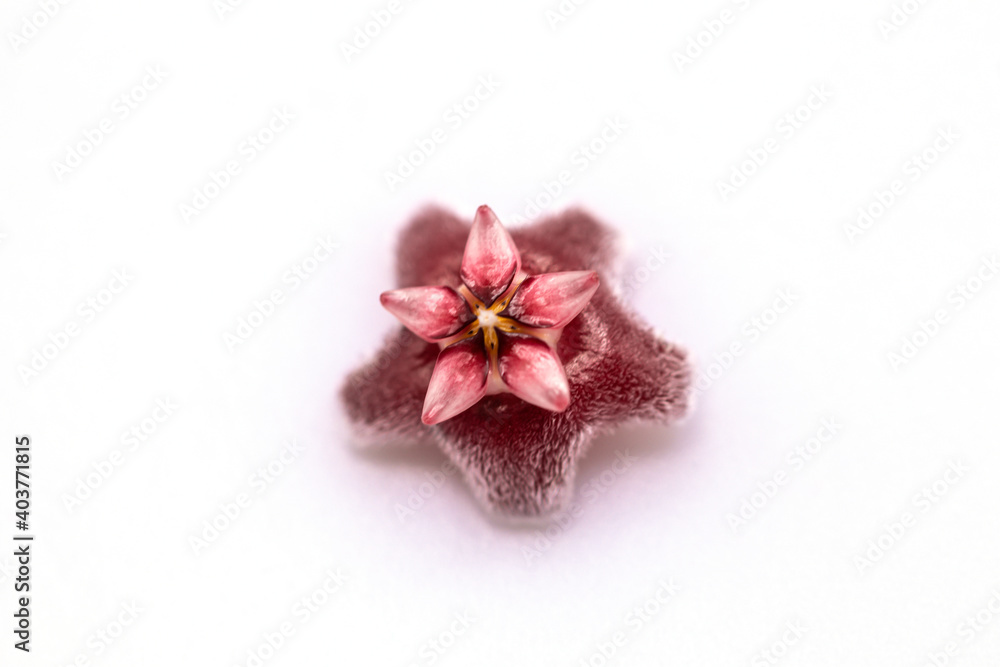 Close up red Hoya flower isolate on white background. Close up red Hoya flower isolate on white background.