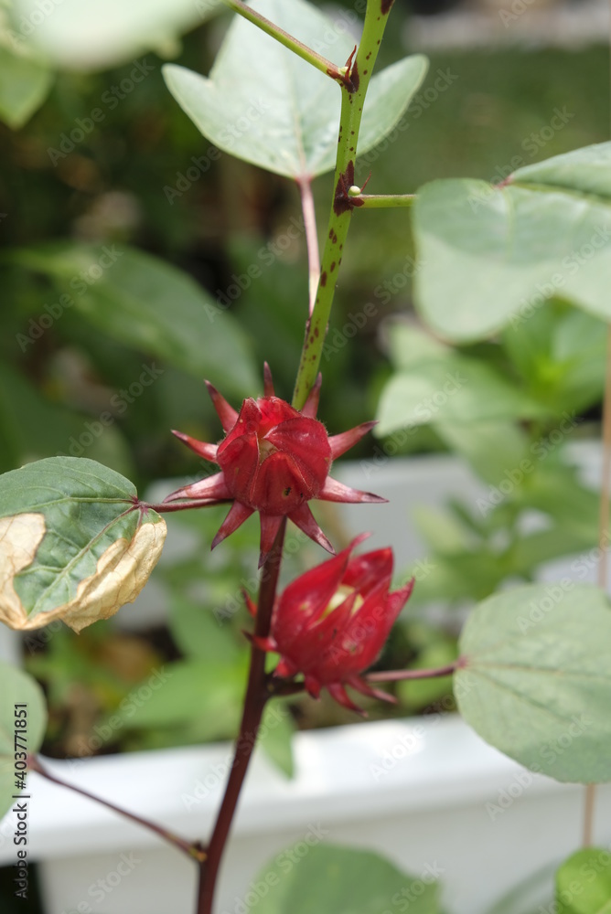 Close-up of roselle flower in home garden. Close-up of roselle flower in home garden.