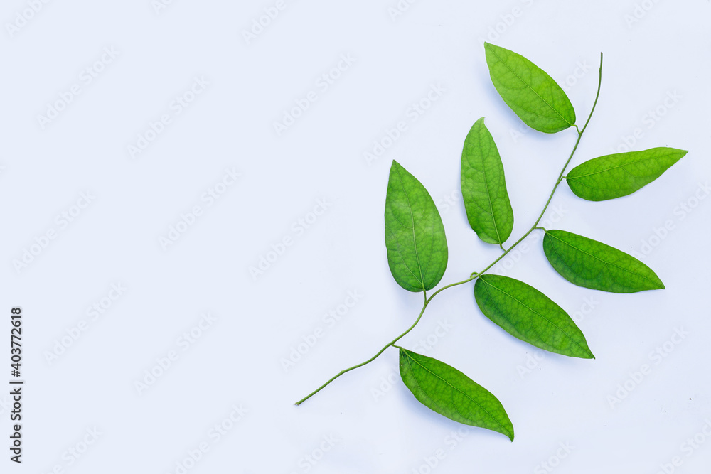 Fototapeta premium Tiliacora triandra green leaves on white background.