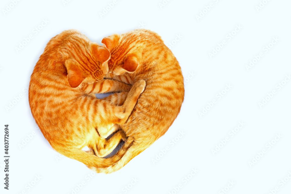 Two cat sleeping in the shape of a heart.