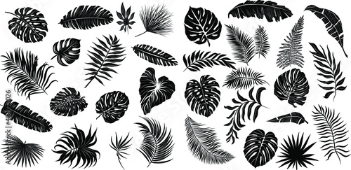 palm leaves set pattern black and white vector illustration 
