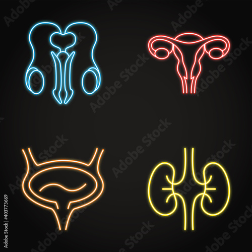 Urogenital system neon icon set in line style