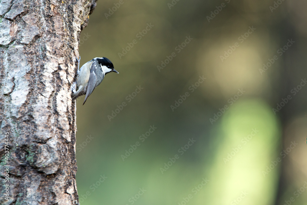 Obraz premium Coal tit in the last evening lights in a pine and oak forest