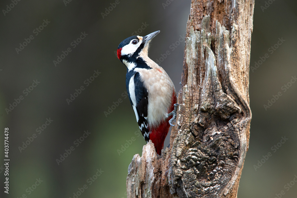 Naklejka premium Great spotted woodpecker adult male with the last afternoon lights of a winter day