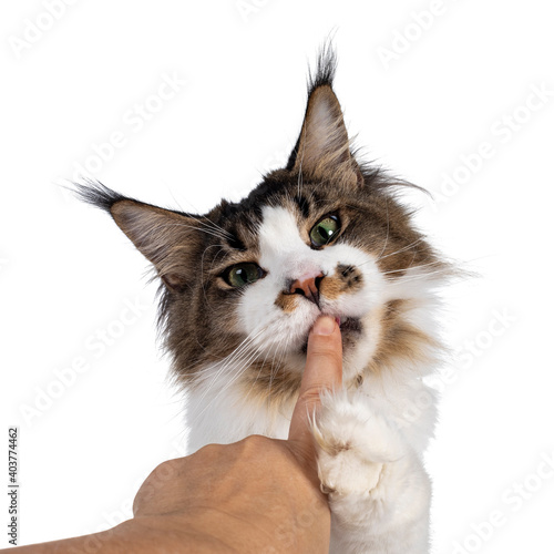 Head shot of cute Maine Coon cat, sitting up and licking human vinger. Looking sneaky towards camera. Isolated on white background. photo