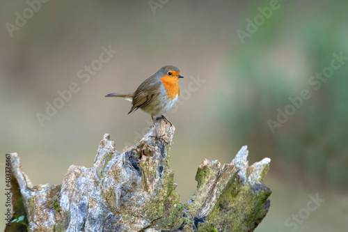 European robin with the last afternoon lights of a winter day © Jesus