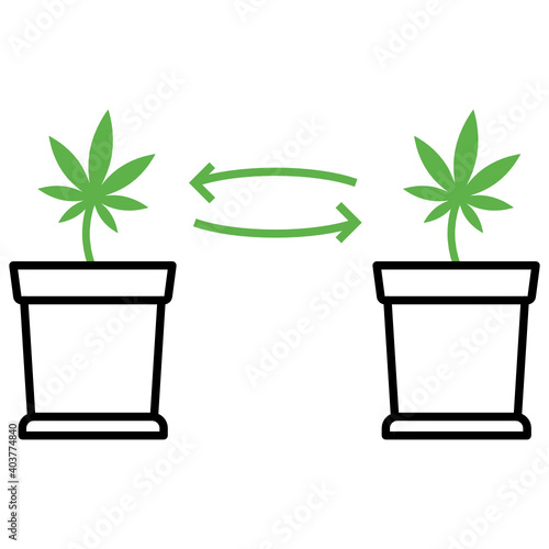 Plant Cloning Concept, Cannabis Leaf in Pot Vector color Icon Design, Marijuana and psychoactive drug Symbol on white background, Hashish and Hemp Sign,