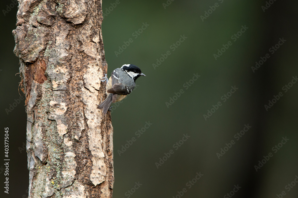 Coal tit in the last evening lights in a pine and oak forest Coal tit in the last evening lights in a pine and oak forest