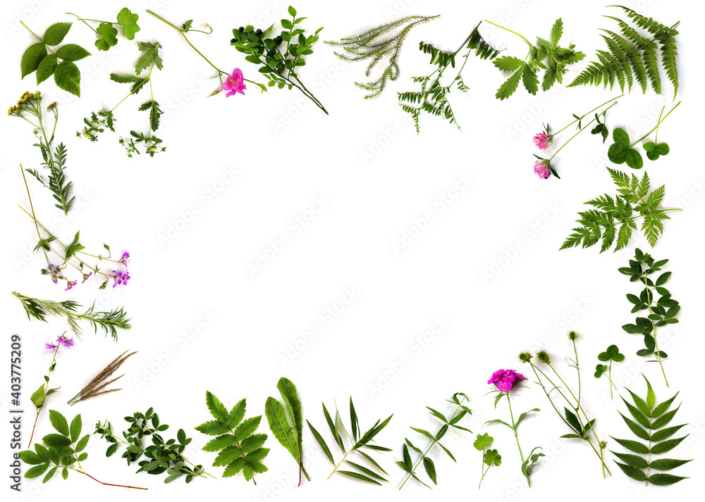 Fototapeta premium Botanical Frame. Herbarium of various plants on a white background. Copy space. Freshly cut plants. Forest flowers, herbs, berries