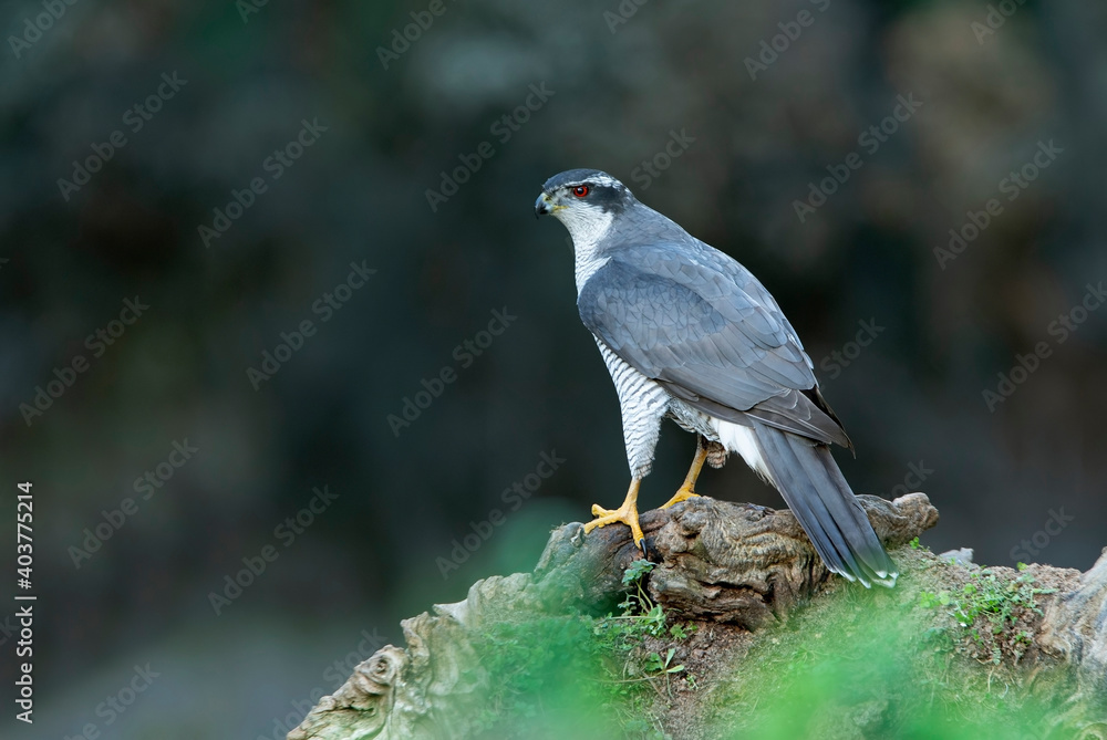 Northern goshawk adult male Ruby-eyed with the last evening lights of a winter's day Northern goshawk adult male Ruby-eyed with the last evening lights of a winter's day