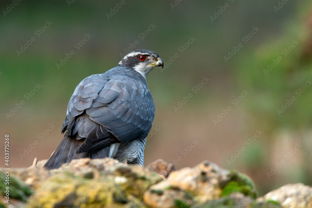Northern goshawk adult male ruby red-eyed under the hail late in the afternoon on a cold winter's day Northern goshawk adult male ruby red-eyed under the hail late in the afternoon on a cold winter's day