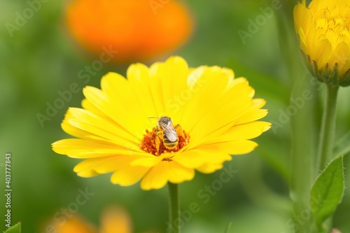 Orangene Ringelblume im Sommer im Garten mit einer Biene, Calendula