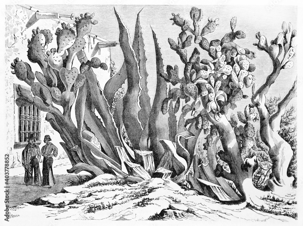 huge typical Mexican succulent tangled plants compared to small people in Chihuahua state. Ancient grey tone etching style art by Minne and Rond�, Le Tour du Monde, 1861