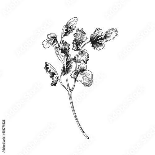 Cilantro branches and leaves. Vector gray vintage hatching illustration isolated