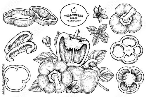 Set of bell pepper hand drawn elements botanical illustration