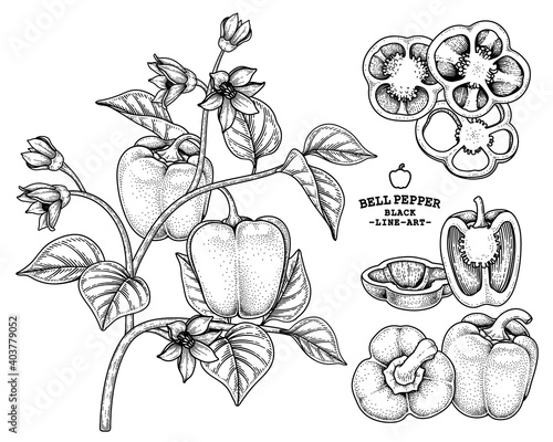 Set of bell pepper hand drawn elements botanical illustration
