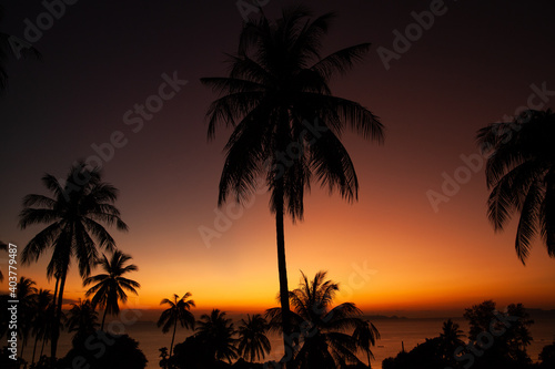 palm trees at sunset  Thailand Koh Samui