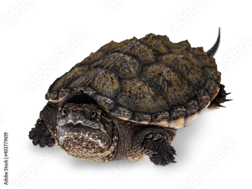 Front view of young Common snapping turtle, isolad on white background photo