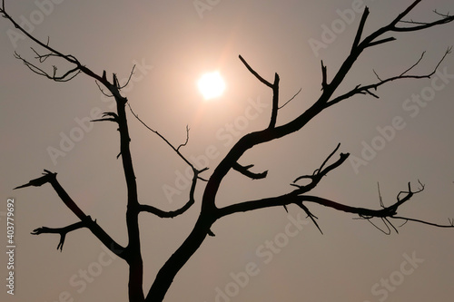 Beautiful sunset silhouette shot of a tree without leaves with sun behind it