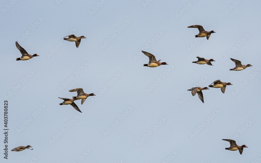 Fototapeta premium Eurasian Wigeon, Mareca penelope birds in flight in sky