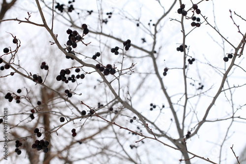 black berries on naked tree branches in winter