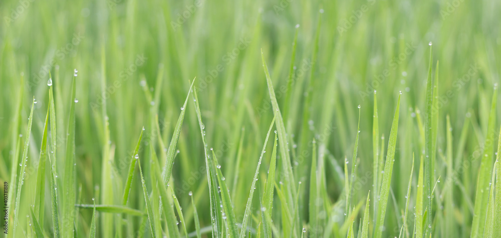Fototapeta premium Water droplets on the light green rice leaves and blur green nature background