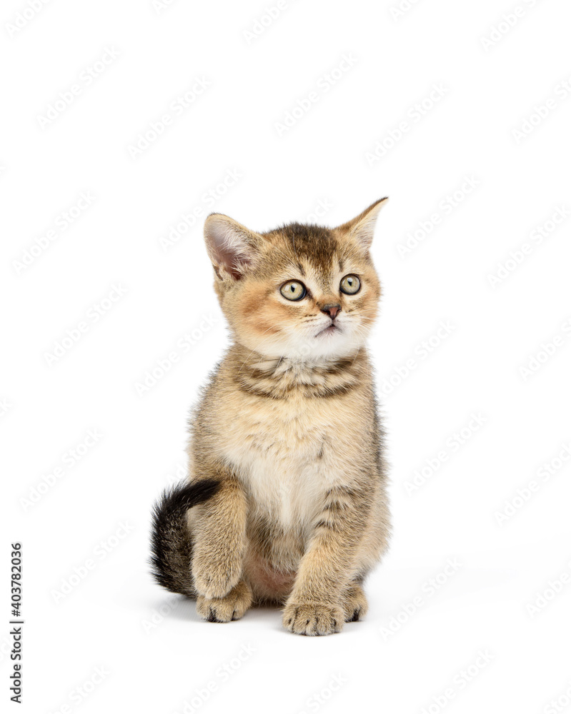 Kitten golden ticked british chinchilla straight sits in front on a white isolated background