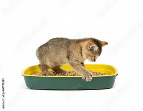 Kitten golden ticked british chinchilla straight sitting in a plastic toilet with sawdust