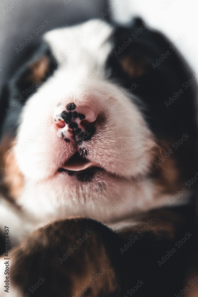 Bernese mountain dog puppy in hands, care for animals, newborns Bernese mountain dog puppy in hands, care for animals, newborns