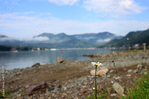 Beautiful chamomile background