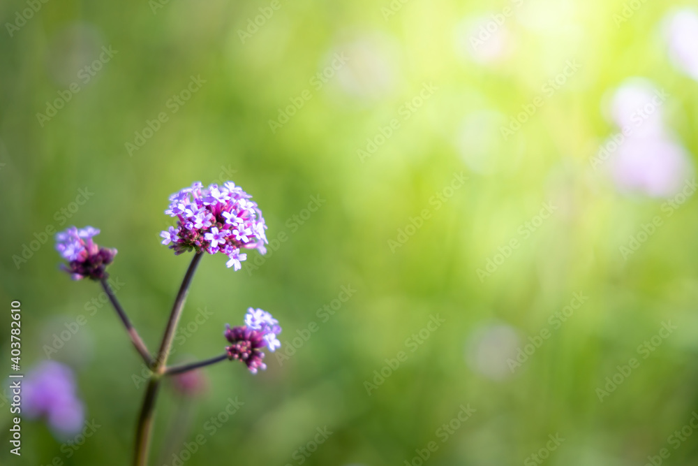 The background image of the colorful flowers The background image of the colorful flowers
