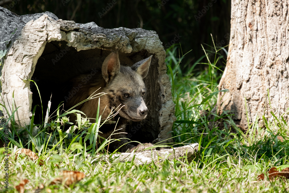 Striped hyenas have a broad head with dark eyes, a thick muzzle, and large, pointed ears. Striped hyenas have a broad head with dark eyes, a thick muzzle, and large, pointed ears.
