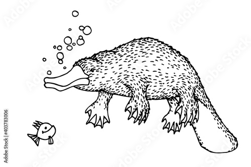 wild marsupial australian animal, platypus swimming underwater, for logo or emblem, vector illustration with black ink lines isolated on a white background in cartoon and hand drawn style