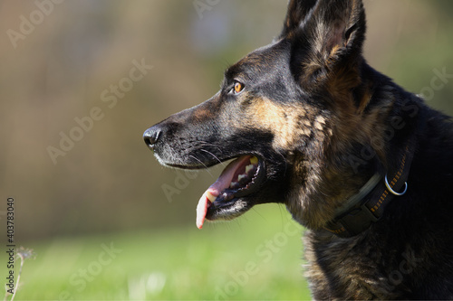 Fotografie Schäferhund Gesicht Nah. Hund auf der Wiese blickt aufmersam