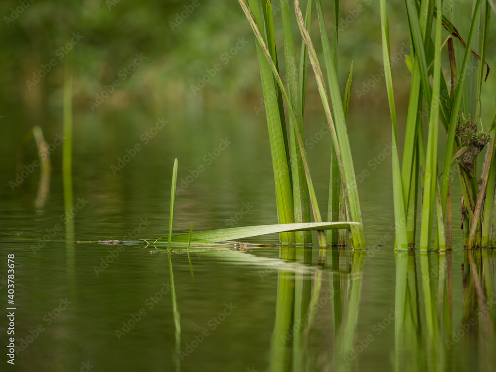 Grasses and plants in the river Grasses and plants in the river