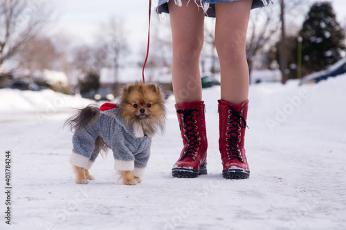 Petite orange sable Pomeranian dog dressed in plush grey suit seen standing in street next to legs of its owner during a winter afternoon