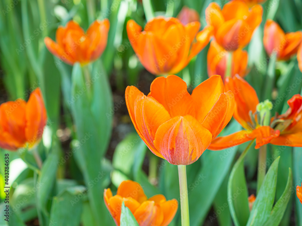 Orange and yellow tulips are blooming in the garden. Beautiful floral background. Flowerbed with flowers. Close-up photo tulip. Orange and yellow tulips are blooming in the garden. Beautiful floral background. Flowerbed with flowers. Close-up photo tulip.