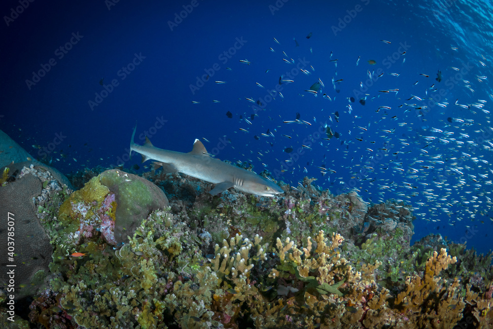 Fototapeta premium White tip reef shark swimming above tropical coral reef