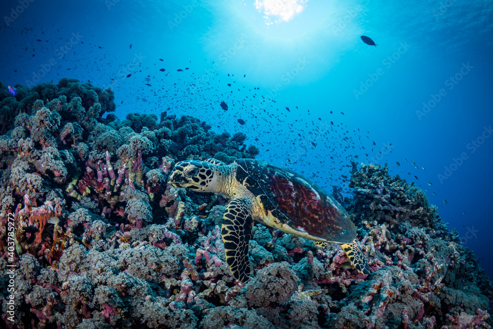 Hawksbill turtle swimming above coral reef Hawksbill turtle swimming above coral reef