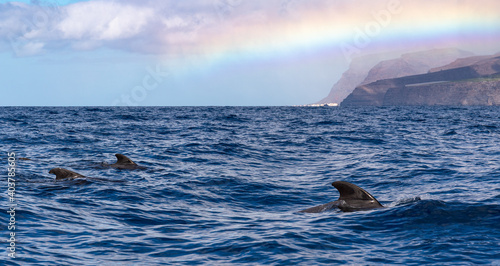 Tableau sur toile Pilot Whales, Canary islands