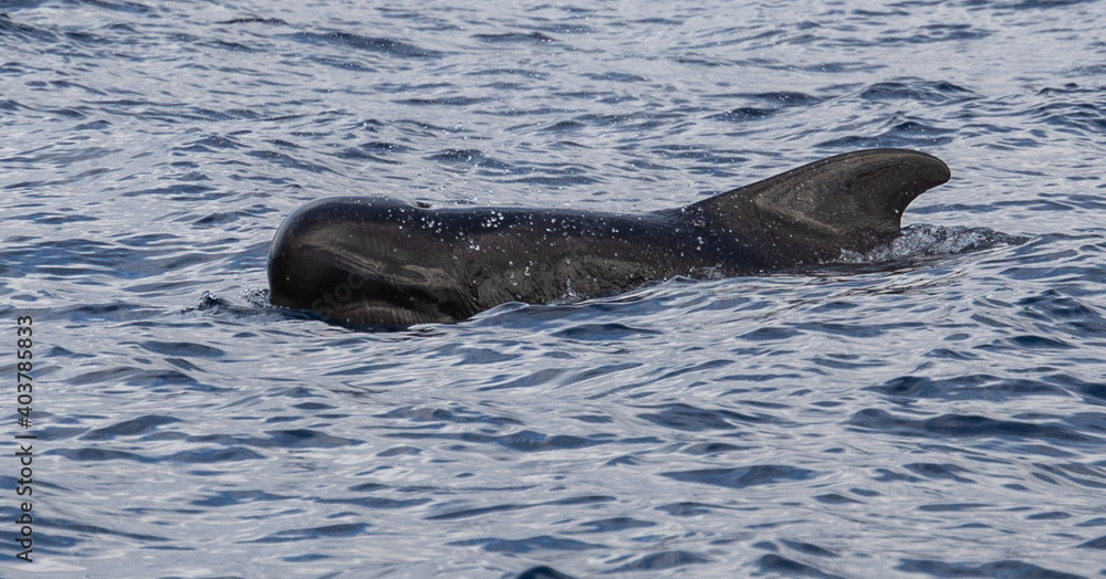 Fototapeta premium Pilot Whales, Canary islands