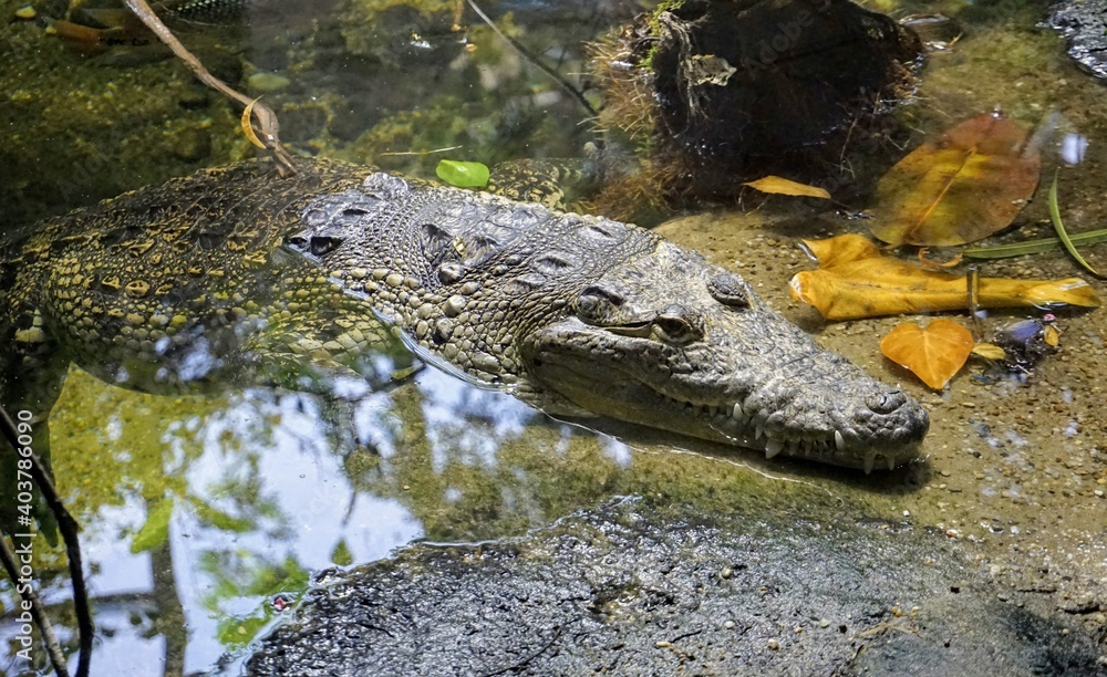 Obraz premium Crocodile