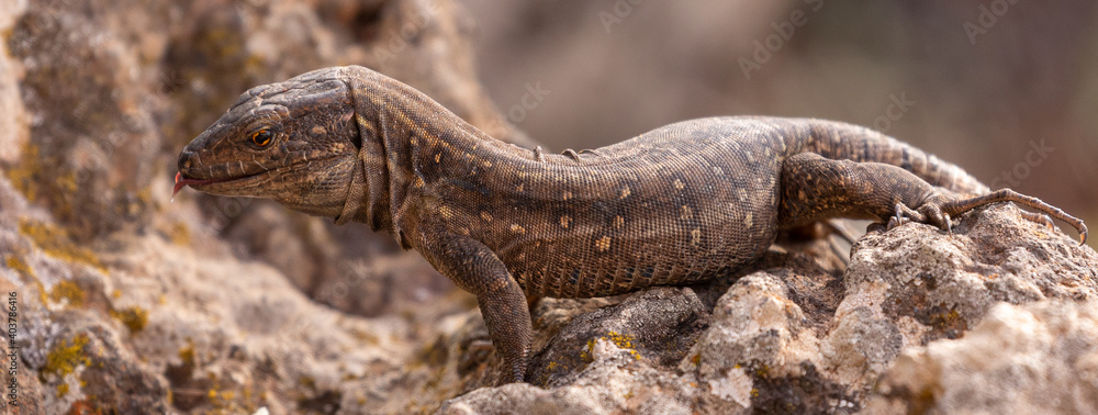 Naklejka premium Lizards of the Canary Islands
