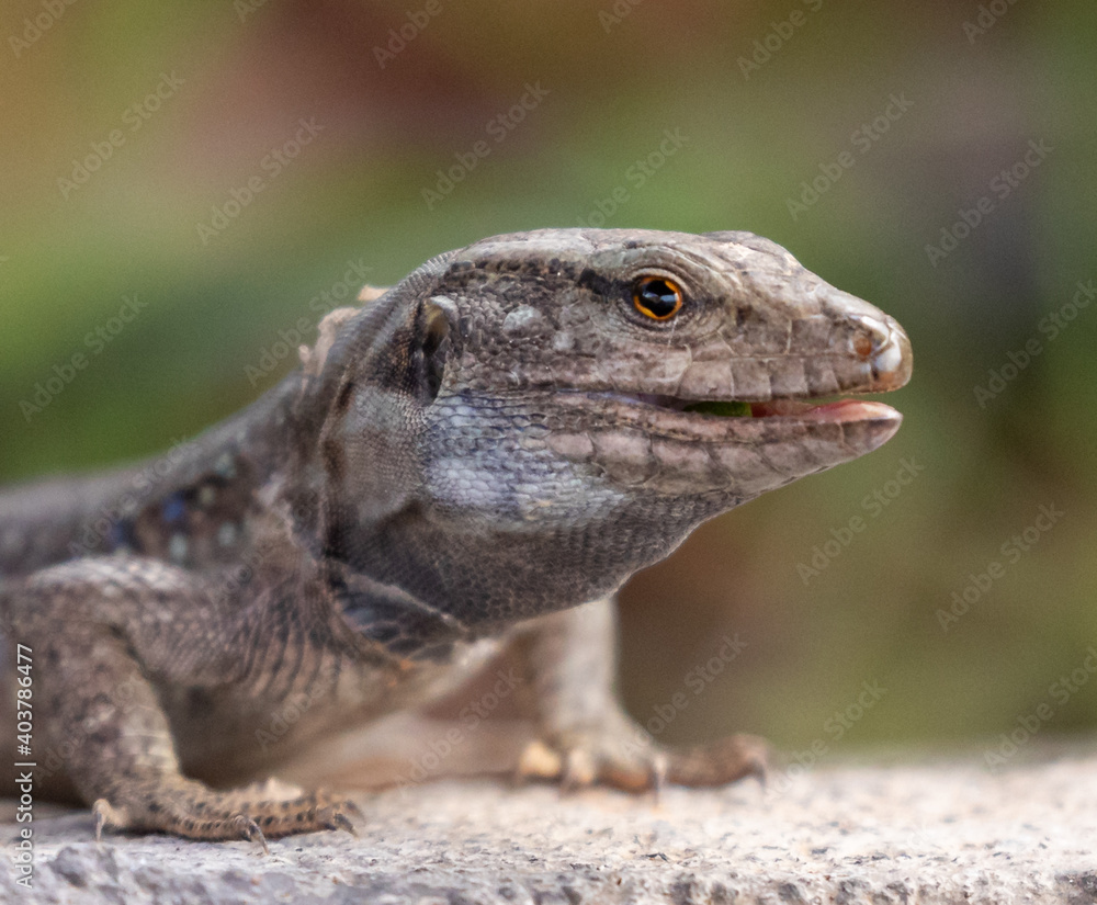 Lizards of the Canary Islands Lizards of the Canary Islands