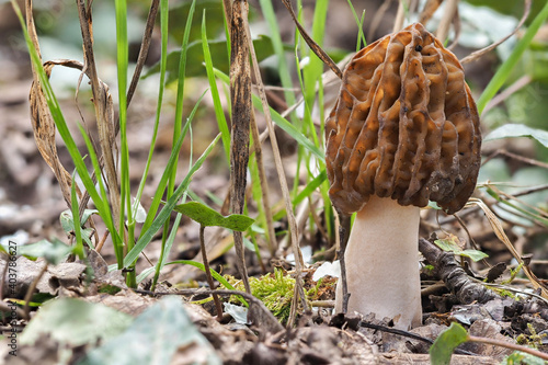 The Early False Morel (Verpa bohemica) is an edible mushroom photo