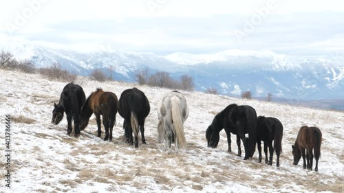 Wild horses in BiH are a unique tourist attraction