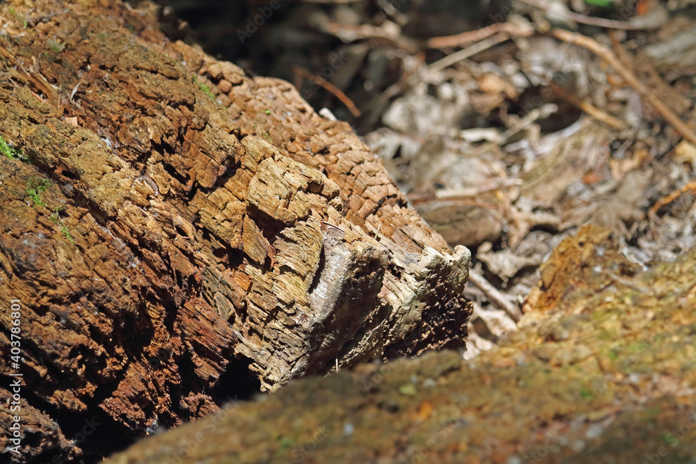 morsches Holz morsches Holz