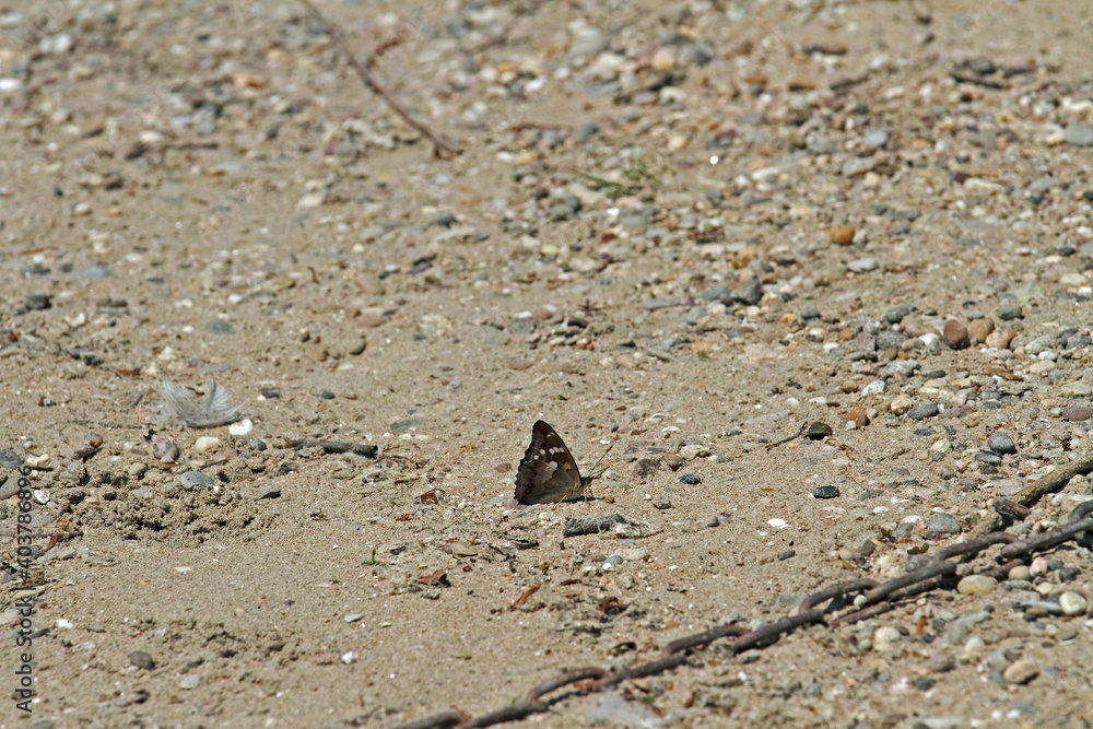 großer Schillerfalter