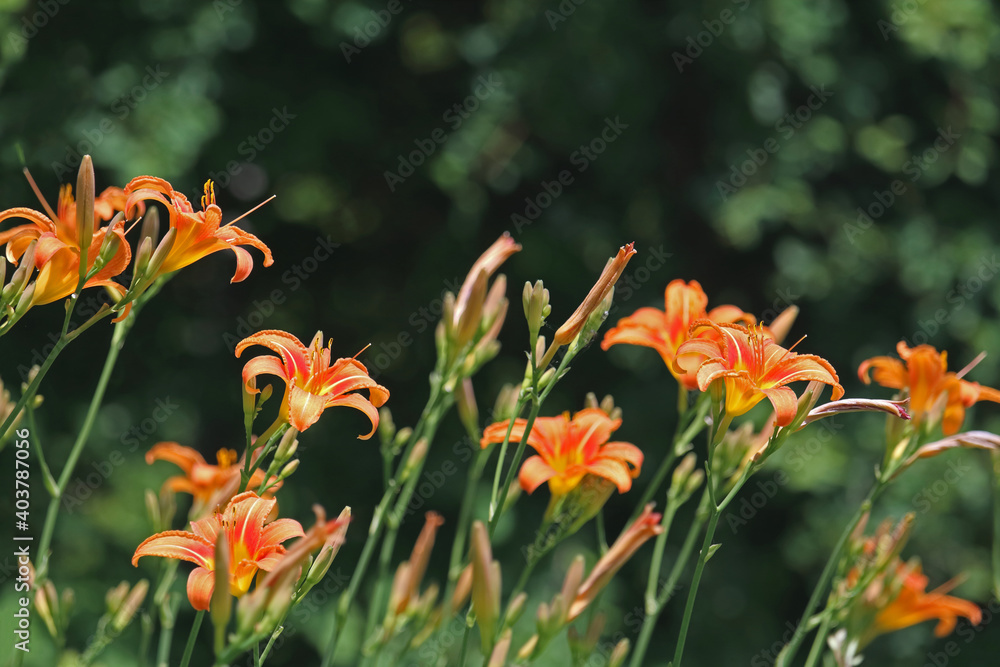 Feuerlilien Feuerlilien